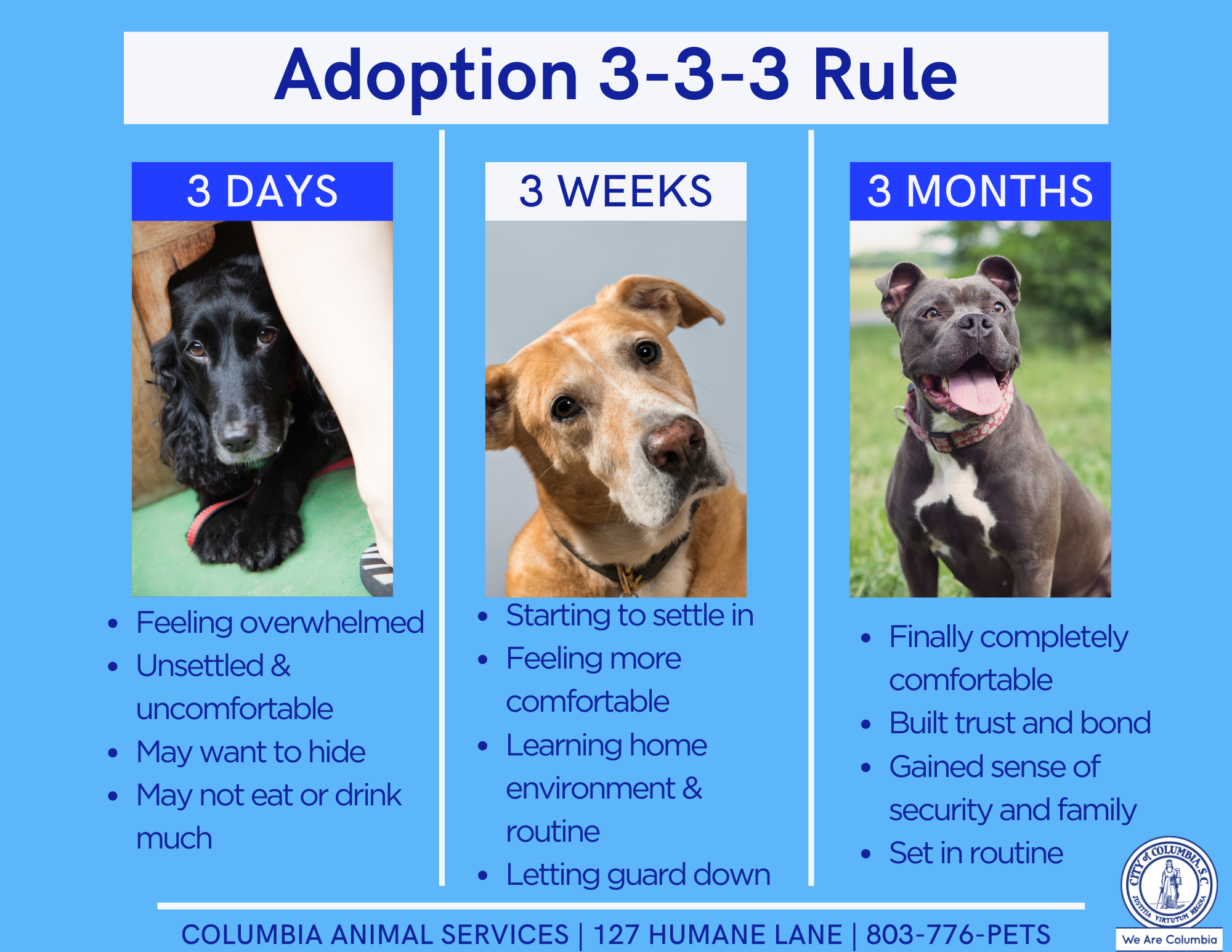 Adoption Services City Of Columbia Animal Services   Adoption 3 3 3 Rule 1 